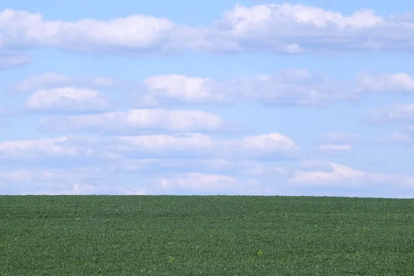 Groen veld met diepblauwe lucht — Stockfoto