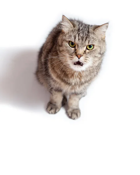 Gato loco divertido con la boca abierta . — Foto de Stock