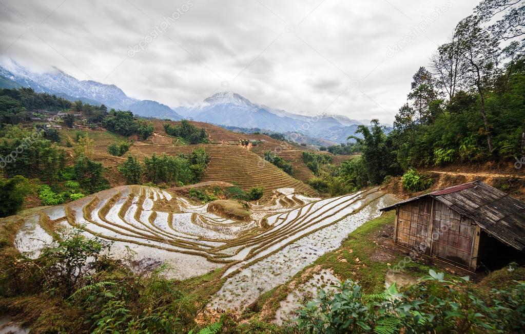 Rice field terraces. Sapa Vietnam