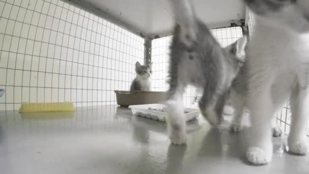 Gatinhos pequenos em uma jaula no abrigo de animais — Vídeo de Stock