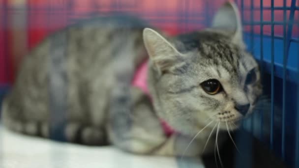 Kittens act attentive. Inside animal shelter cage waiting for adoption. — Stock Video