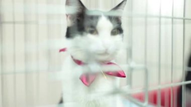 Yavru kedi özenli hareket. Evlat edinmek için bekleyen iç hayvan barınağı kafes.