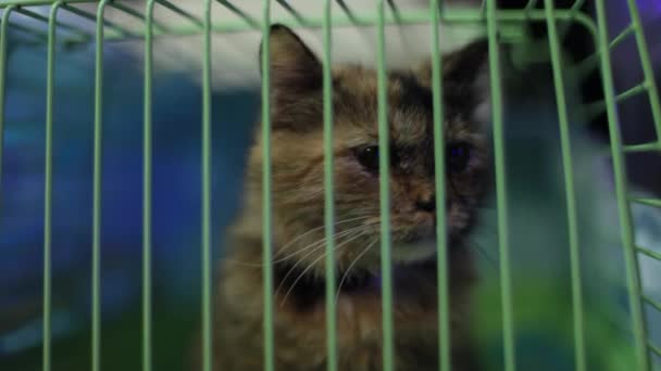 Los gatitos actúan con atención. Dentro de la jaula de refugio de animales esperando adopción . — Vídeos de Stock