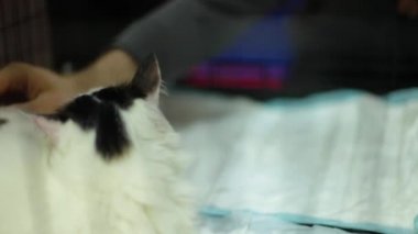 Erkek el okşayarak yolunu yitirmek kedi vasıl belgili tanımlık sığınak