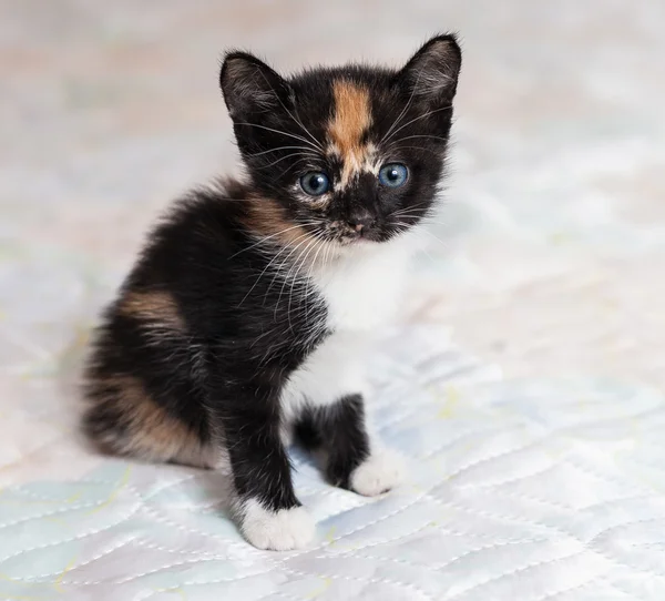 Чарівний маленький кошеня сидить на ліжку — стокове фото