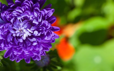 Soyut güzel yumuşak bahar çiçek arka plan. Yumuşak odak portre. Tatlı renk