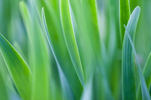 Abstrakta naturliga bakgrunder med skönhet bokeh — Stockfoto