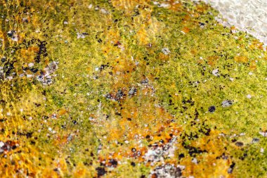 Deniz dibinde taşlardan parlak renkli