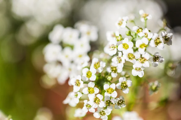 Fondo natural con pequeñas flores blancas. Enfoque suave —  Fotos de Stock