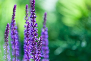 Portre resim alanında mor lavanta çiçek