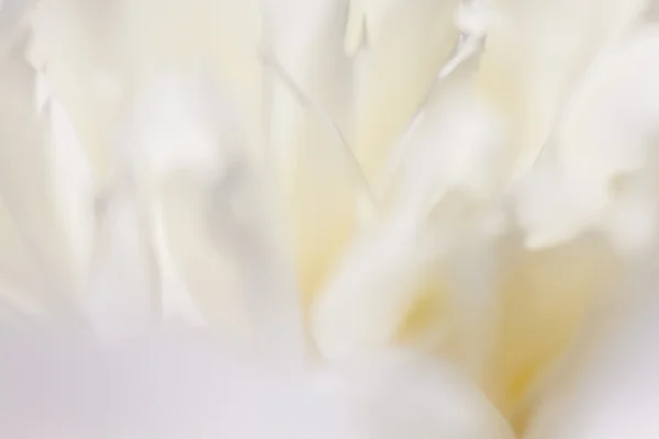 흰 꽃 꽃잎, 틸, 부드러운 꿈결 같은 이미지의 클로즈업 — 스톡 사진