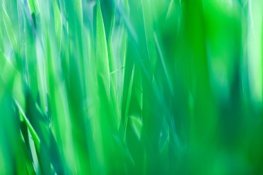 Yeşil çim yumuşak odak makro fotoğraf.