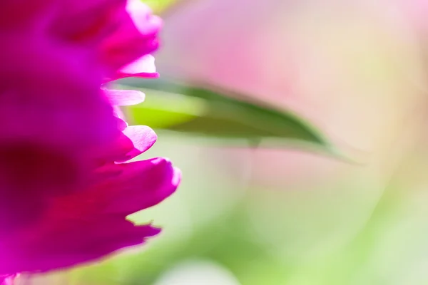 Pink petals of blossoming peony — Stock Photo, Image