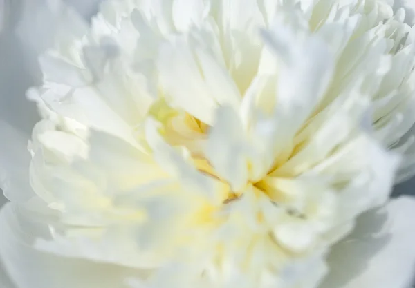 White flower closeup — Stock Photo, Image