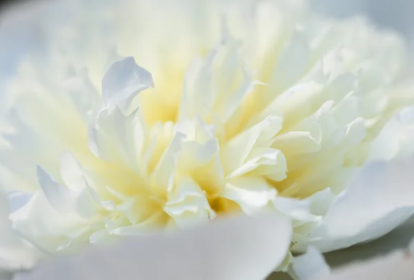 Close-up of white peony — Stock Photo, Image