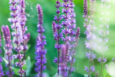 Lavanta çiçeği alana kadar yakın