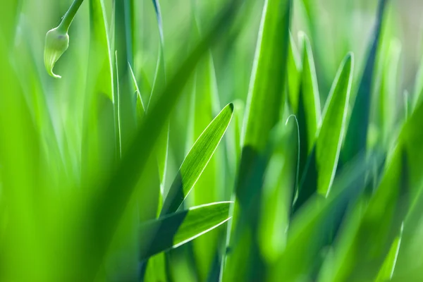 Grönt gräs mjukt fokus makro foto. Grunt Dof. — Stockfoto