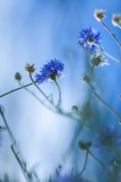 Vadon élő chicorys virágos, háttér az ég — Stock Fotó