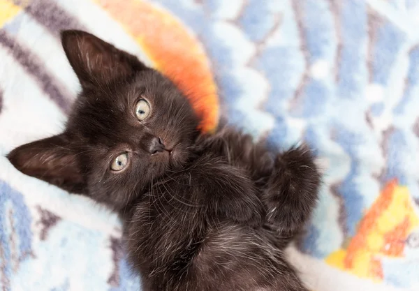 ベッドの上で小さな黒いかわいい子猫があります。 — ストック写真