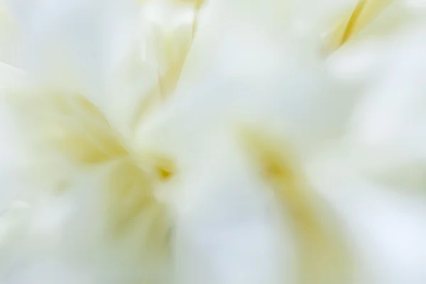 Beautiful white peonies in the garden — Stock Photo, Image