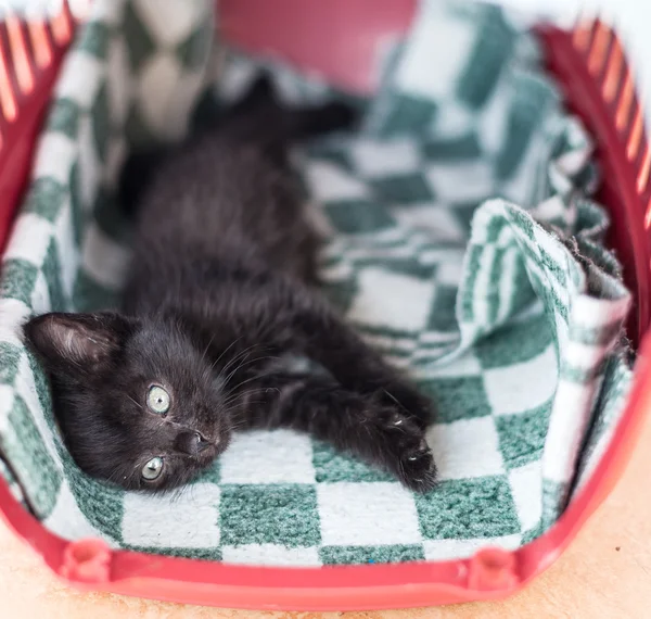 ベッドの上で小さな黒いかわいい子猫があります。 — ストック写真