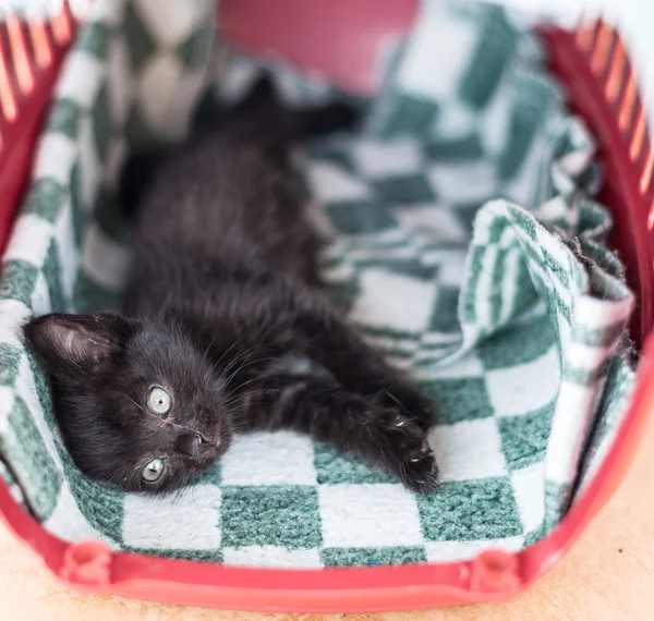 Little black cute kitten lies on a bed — Stock Photo, Image