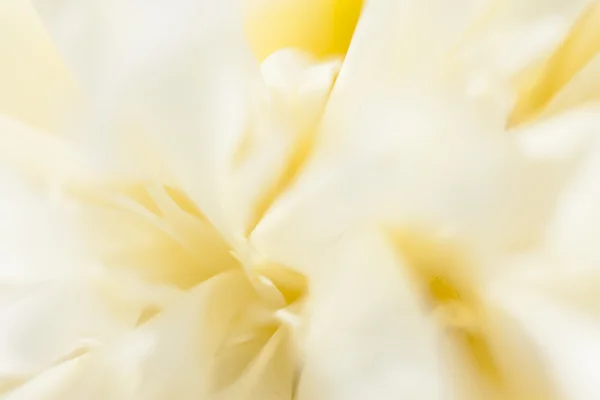 Beautiful white peonies in the garden — Stock Photo, Image