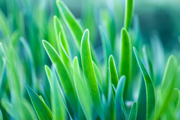 Grönt gräs mjukt fokus makro foto. — Stockfoto