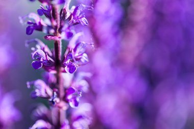 Portre resim alanında mor lavanta çiçek