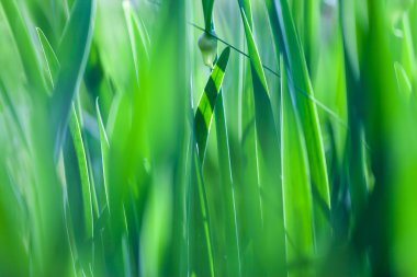 Yeşil çim yumuşak odak makro fotoğraf.