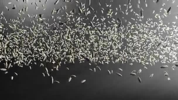 하얀 쌀알들이 식탁을 가까이서 떨고 있습니다. 쌀 한 무더기 위에 밥을 던지고. 식량 배경. 쌀알 한 톨. — 비디오