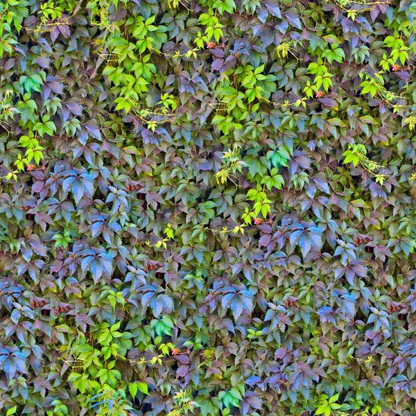 Lo sfondo di foglie verdi senza cuciture copre una parete — Foto Stock