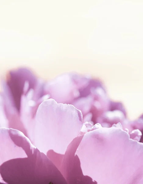 Beautiful spring flowers background. Nature bokeh. Banner large. — Stock Photo, Image