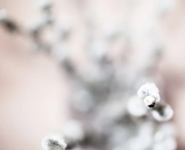 Prachtige lente bloemen achtergrond. Natuur bokeh. Banner groot. — Stockfoto