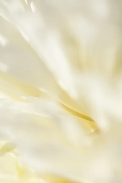 Abstrakte schöne sanfte Frühlingsblumen Hintergrund. Nahaufnahme mit weicher Fokussierung. süße Farbe — Stockfoto