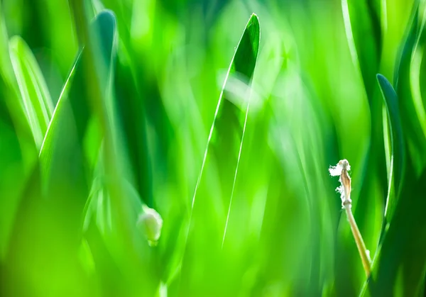 Erba verde. Concentrazione morbida — Foto Stock