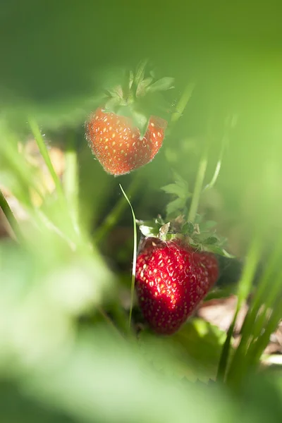 在果树园里的草莓 — 图库照片