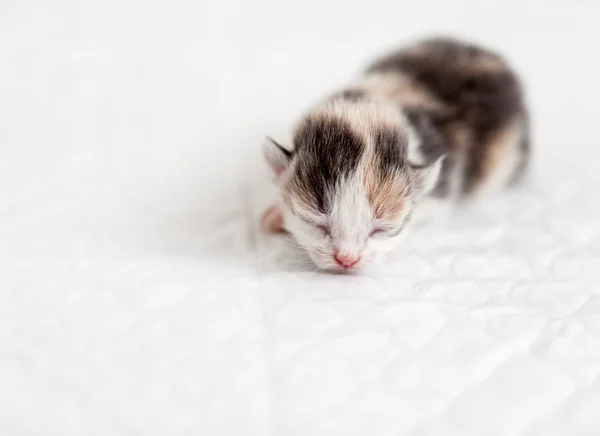 Спати трохи сліпого кошеня — стокове фото