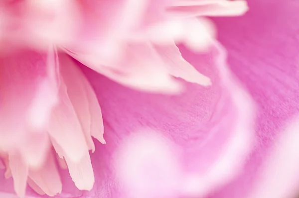 Abstraktní krásný jemný jarní květinové pozadí. Closeup s rozostřený. Sladké barvy — Stock fotografie