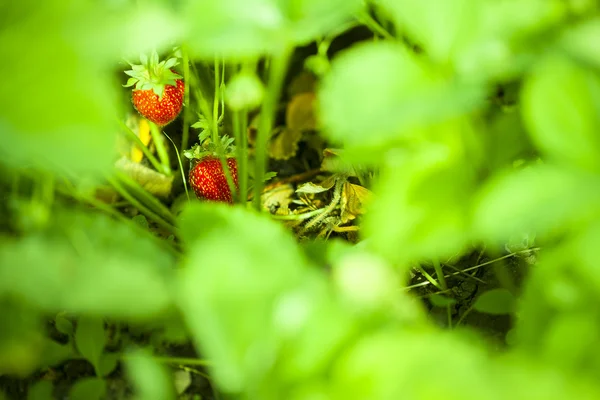 Morango no jardim de frutas — Fotografia de Stock