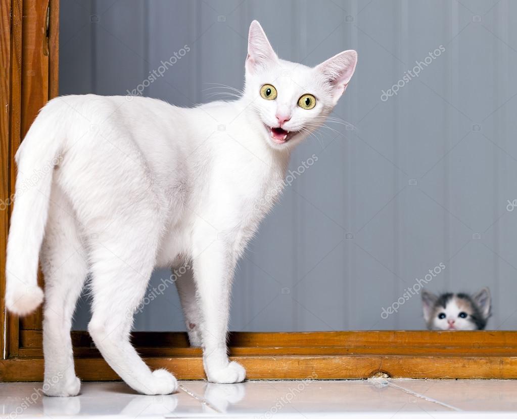 Funny Crazy Cat — Stock Photo © points 85257640