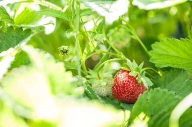 Çilek meyve bahçesinde