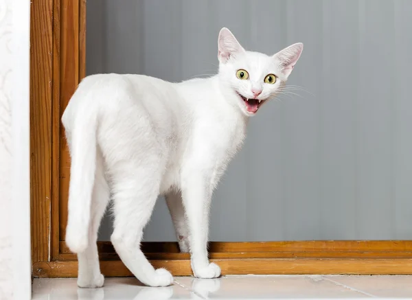 Αστείο τρελό γάτα — Φωτογραφία Αρχείου