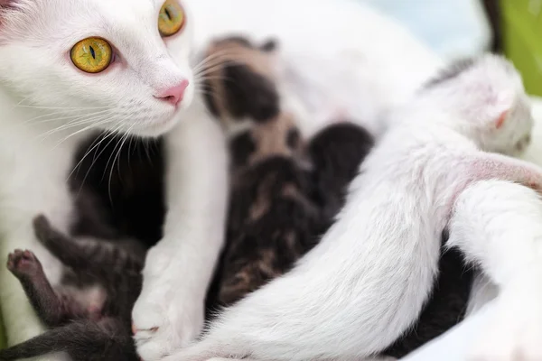 猫子猫の授乳 — ストック写真