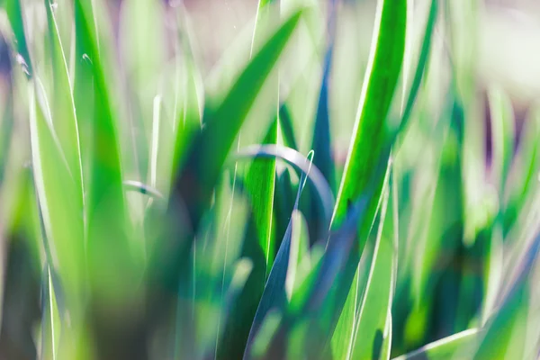 녹색 잔디입니다. 소프트 포커스 — 스톡 사진