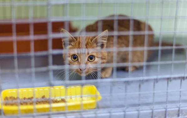 Stray kitten in a shelter — Stock Photo, Image