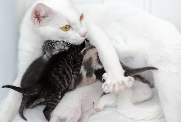 Kat borstvoeding de kittens — Stockfoto