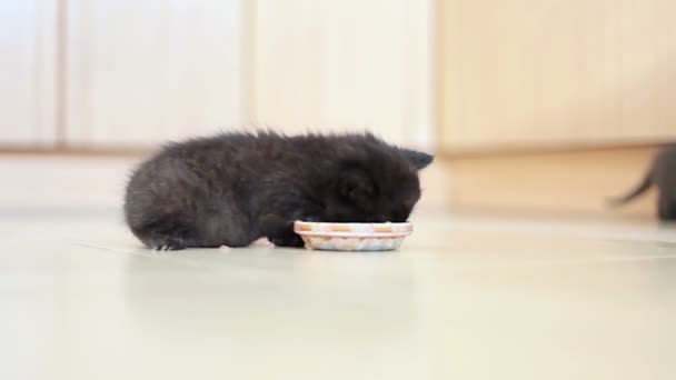 Weinig zwarte kitten eet pate — Stockvideo