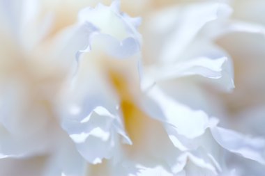 Soyut güzel yumuşak bahar çiçek arka plan. Yumuşak odak portre.