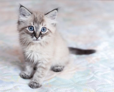 Neva-maskeli yavru kedi